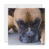 Resting Boxer Dog Invitation