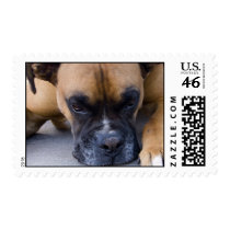 Resting Boxer Dog Postage Stamp