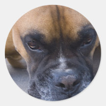 Resting Boxer Dog Stickers