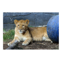 Resting, But Always Alert posters