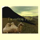 Resting Camel postcards