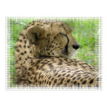 Resting Cheetah Postcard