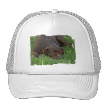 Resting Chocolate Lab Baseball Hat