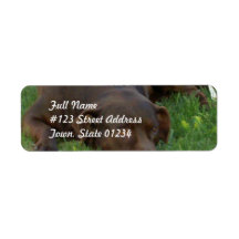 Resting Chocolate Lab Mailing Labels