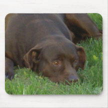 Resting Chocolate Lab Mousepad