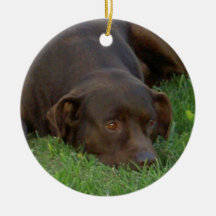 Resting Chocolate Lab Ornament