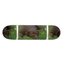 Resting Chocolate Lab Skateboard