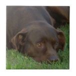 Resting Chocolate Lab Tile