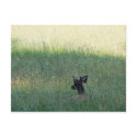 Resting Deer Postcard