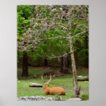 Resting Deer Posters