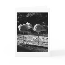 Resting Flamingos cards by cmiper Resting Flamingos cards