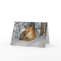 Resting Fox Greeting Cards