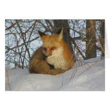 Resting Fox Greeting Cards