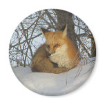 Resting Fox Fridge Magnet