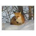 Resting Fox Poster posters by MuseMagic Resting Fox Poster posters