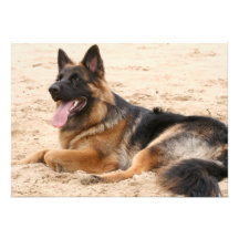 Resting German Shepherd Dog Invitation