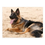 Resting German Shepherd Dog Postcard postcards