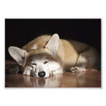 Resting in the sunlight art photo