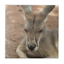Resting Kangaroo  Tile