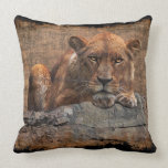 Resting Lion African Wildlife Art Mojo Pillow