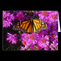 Resting Monarch cards by MarDar Resting Monarch cards