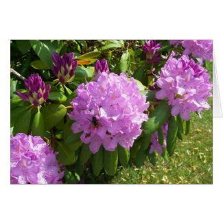 Resting on a Lavender Rhododendron card