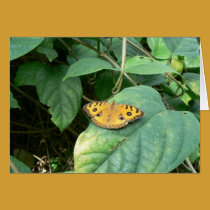 Resting on a Leaf cards by codfishlady Resting on a Leaf cards