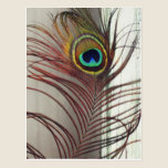 Resting Peacock Feather postcards