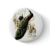 Resting Peacocks Pinback Button