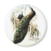 Resting Peacocks Refrigerator Magnet