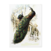 Resting Peacocks Post Card