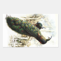 Resting Peacocks Stickers