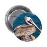 Resting Pelican Button