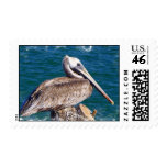 Resting Pelican Postage Stamp