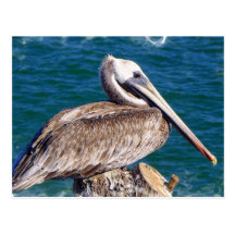 Resting Pelican Postcard
