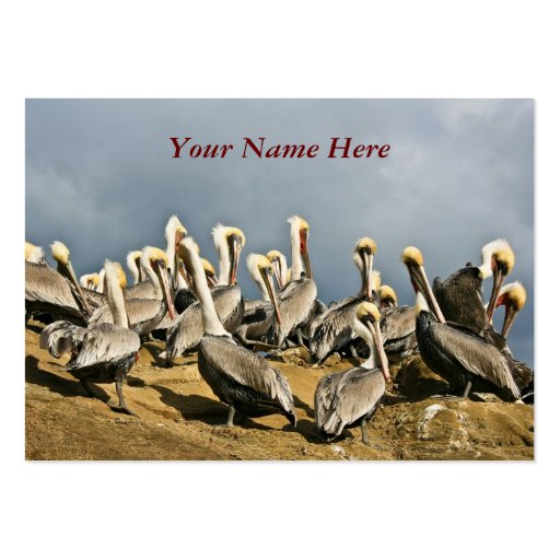 Resting Pelicans Business Card Templates (front side)