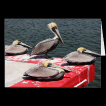 Resting Pelicans Notecard cards