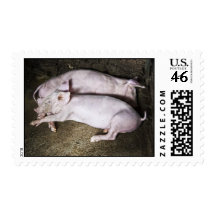 Resting Pigs Postage Stamps