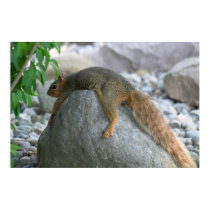 Resting Squirrel on a Hot Day posters by mandj98 Resting Squirrel on a Hot Day posters