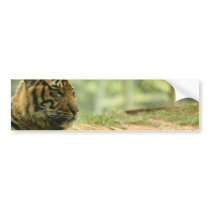 Resting Tiger  Bumper Sticker