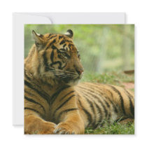 Resting Tiger  Invitations