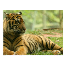 Resting Tiger  Postcard
