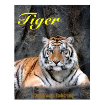 Resting Tiger Poster posters