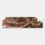 Resting Tortoise Bumper Stickers