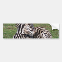 Resting Zebra Bumper Sticker