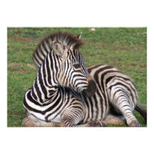 Resting Zebra Invitation