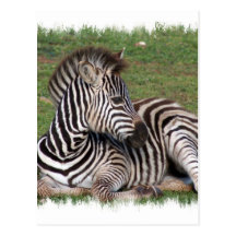 Resting Zebra Postcard