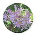 Resurrection Lily Magnet by skywatcher Resurrection Lily Magnet