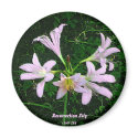 Resurrection Lily magnets by skywatcher Resurrection Lily magnets