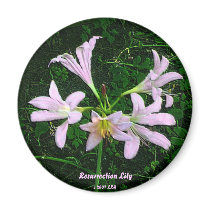Resurrection Lily magnets